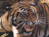 Животные:Тигры02