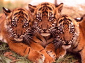 Животные:Тигры21
