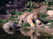 Животные:Тигры30
