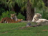 Животные:Тигры31
