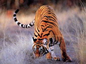 Животные:Тигры40