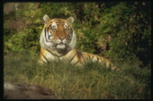 Животные:Тигры41