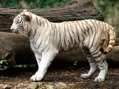 Животные:Тигры42