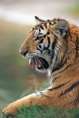 Животные:Тигры60