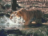 Животные:Тигры02