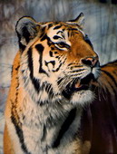 Животные:Тигры10