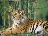 Животные:Тигры21