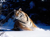 Животные:Тигры22