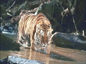Животные:Тигры32