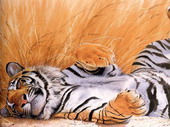 Животные:Тигры40