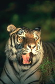 Животные:Тигры42