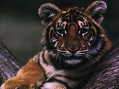 Животные:Тигры51