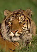 Животные:Тигры52
