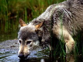 Животные:Волки02