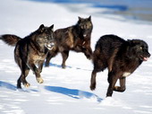 Животные:Волки10