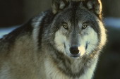 Животные:Волки11