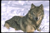 Животные:Волки30