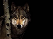 Животные:Волки31