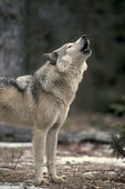 Животные:Волки32
