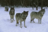 Животные:Волки42