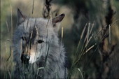 Животные:Волки50