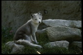 Животные:Волки52
