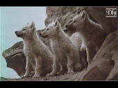 Животные:Волки61