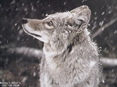 Животные:Волки01